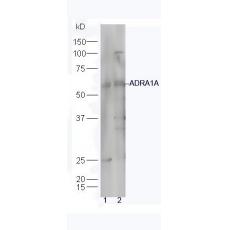 Anti-ADRA1A antibody