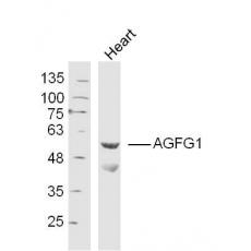 Anti-AGFG1 antibody