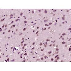 Anti-alpha Adaptin antibody