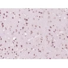 Anti-Afadin/I Afadin antibody