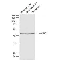 Anti-AMIGO1 antibody