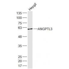 Anti-ANGPTL3 antibody