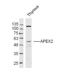 Anti-APEX2 antibody
