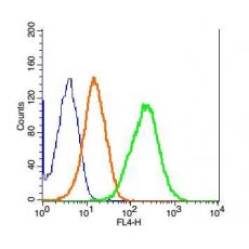 Anti-AQP9 antibody