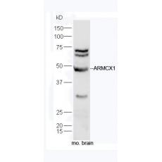 Anti-ARMCX1 antibody
