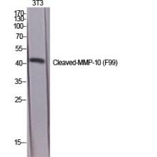 Anti-Cleaved-MMP-10 (F99) antibody