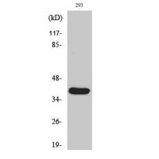 Anti-Cleaved-MMP-23 (Y79) antibody