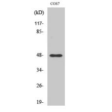 Anti-Cleaved-MMP-27 (Y99) antibody