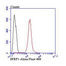 Anti-SFRP1 antibody