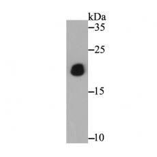 Anti-PTP1B antibody