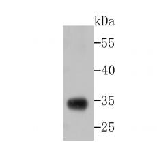 Anti-Caspase-3 antibody