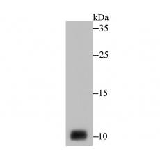 Anti-NEDD8 antibody