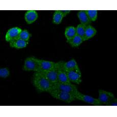 Anti-Raptor antibody