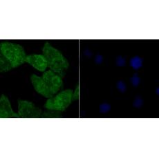 Anti-Tle6 antibody