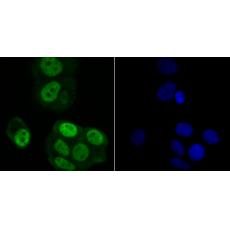 Anti-Rae1 antibody