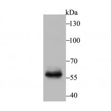 Anti-T-bet antibody