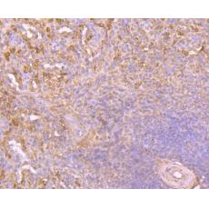 Anti-Heme Oxygenase 1 (HO-1) antibody