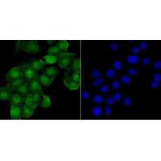 Anti-SHP-1 antibody