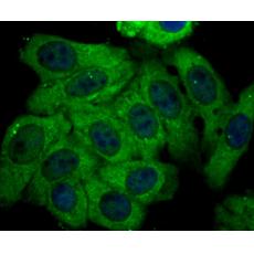 Anti-Kir3.4 antibody