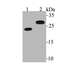 Anti-Bcl2 antibody