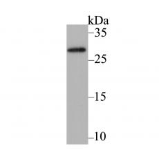 Anti-mAID-tag antibody