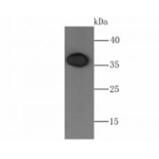 Anti-Orai1 antibody