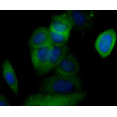 Anti-Cacng4 antibody