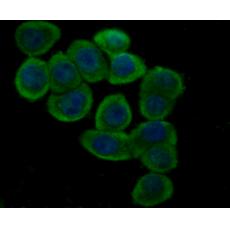 Anti-GPX4 antibody