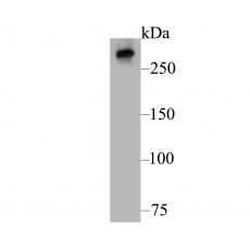Anti-IP3 Receptor antibody