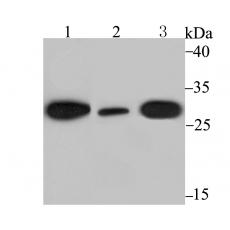 Anti-DDIT3 antibody