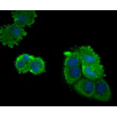 Anti-Eg5 antibody