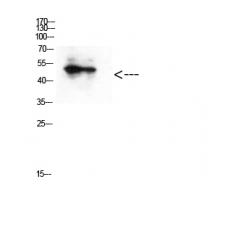 Anti-GATA-2/3 (Acetyl-Lys336/304) antibody
