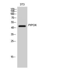 Anti-PIPOX antibody