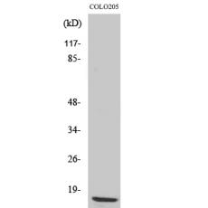 Anti-Ribosomal Protein L36 antibody