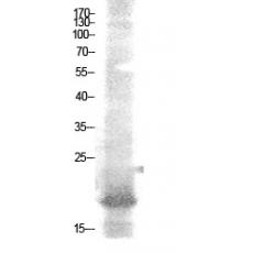 Anti-NF-E4 (Acetyl Lys43) antibody
