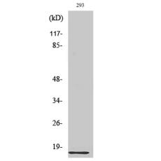 Anti-Ribosomal Protein L35 antibody