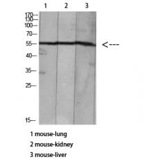 Anti-HNF-4α/γ (Acetyl Lys127/79) antibody