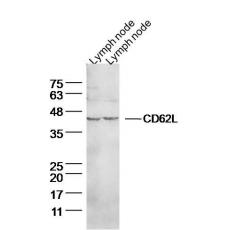 Anti-CD62L antibody