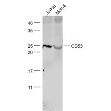 Anti-CD53 antibody