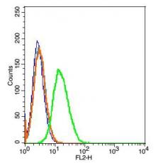 Anti-CD45 antibody