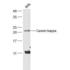 Anti-Casein kappa antibody