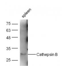 Anti-Cathepsin B antibody