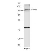 Anti-CD101 antibody
