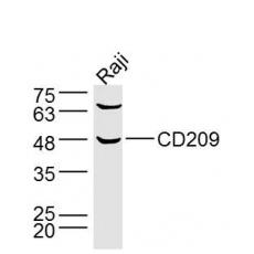 Anti-CD209/DC-SIGN antibody