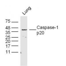 Anti-Caspase-1 p20 antibody