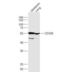 Anti-CD108 antibody