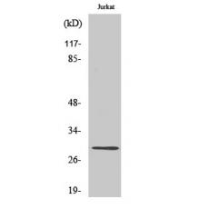 Anti-Rim4 antibody