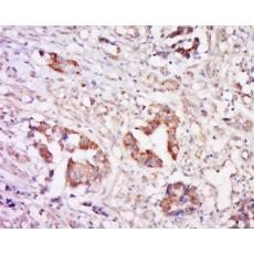 Anti-Cathepsin L antibody