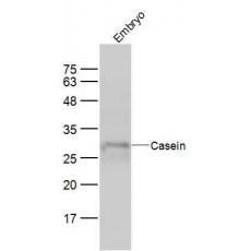 Anti-Casein antibody