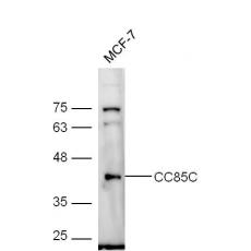 Anti-CC85C antibody